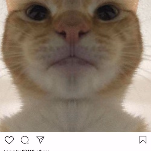 Lushsux #3425 - Shit Post Cat Meme