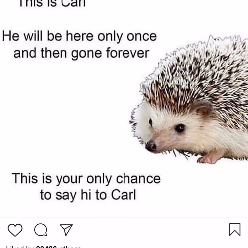Lushsux #3418 - Shit Post