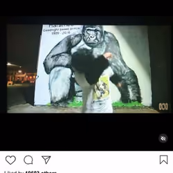 Lushsux #2487 - Repost Harambe