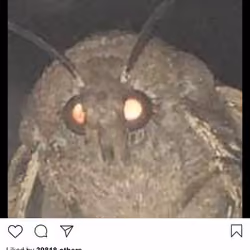 Lushsux #3247 - Shit Post Moth