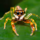 WORLD OF MACRO V2