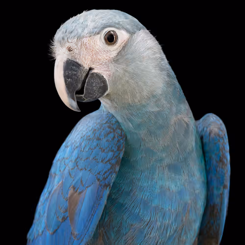 Unextinct Return Of The Spixs Macaw Open Edition B