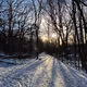 Winter Woods