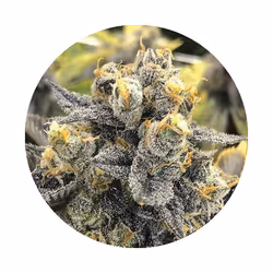 Silver Haze, Sativa