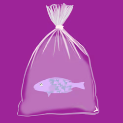 Feesh #635