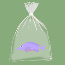 Feesh #2817 "Bill"
