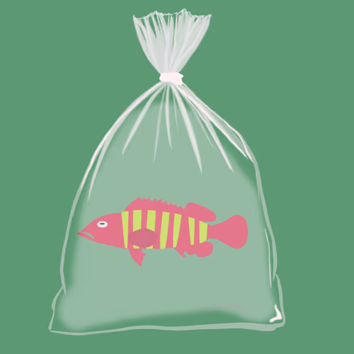 Feesh #613 "Lemmie"