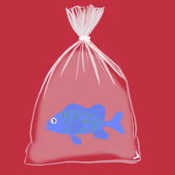 Feesh #243 "Blaze"