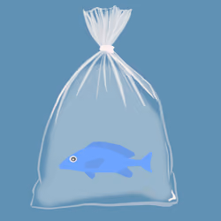 Feesh #2526