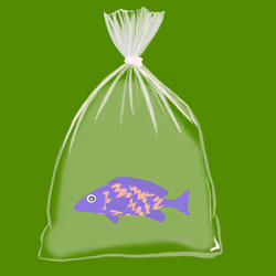 Feesh #634