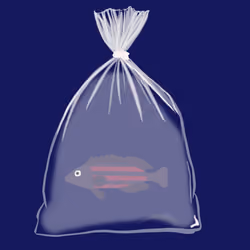 Feesh #2342 "breezy"