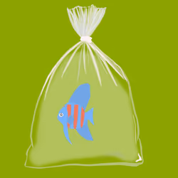 Feesh #2062 "Awwsnaps"