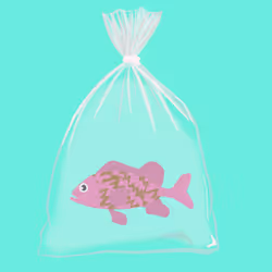 Feesh #333 "Dede"
