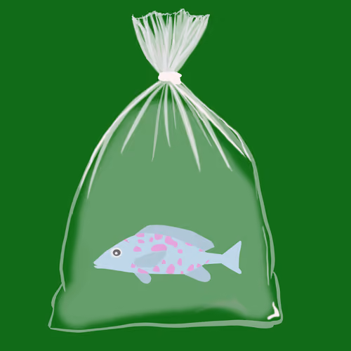 Feesh #468