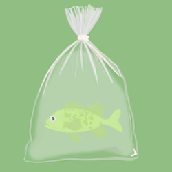 Feesh #2205