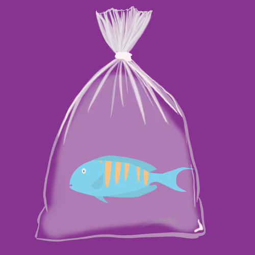 Feesh #467