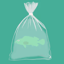 Feesh #2344 "Futo"