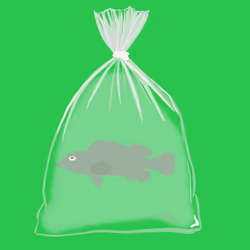 Feesh #1036