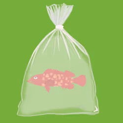 Feesh #4343