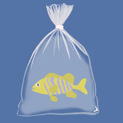 Feesh #1882