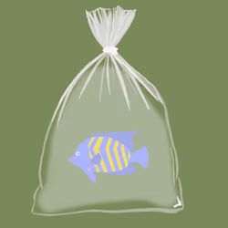 Feesh #2836 "Paul"