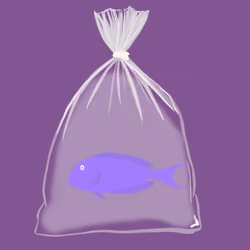 Feesh #2934