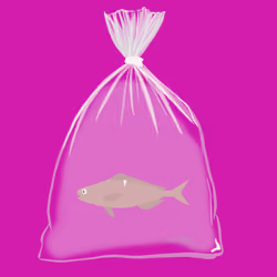 Feesh #225