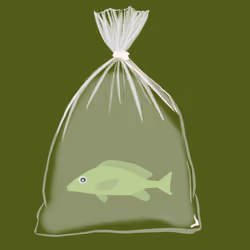 Feesh #1361