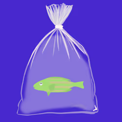 Feesh #91 "Willie"