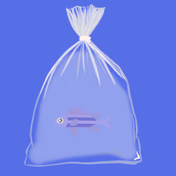 Feesh #201 "Dr Feeshman"