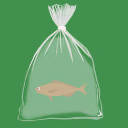 Feesh #1331