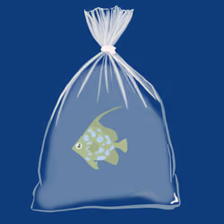 Feesh #2579