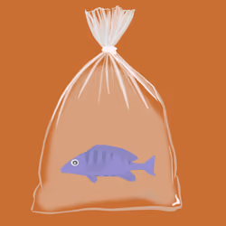 Feesh #663 "SheeshFeesh"