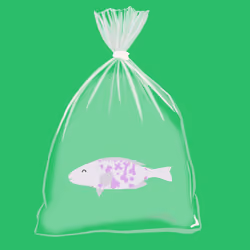Feesh #224