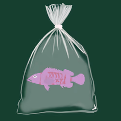 Feesh #263