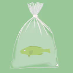 Feesh #329 "Pijika"