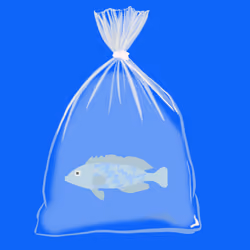 Feesh #1216