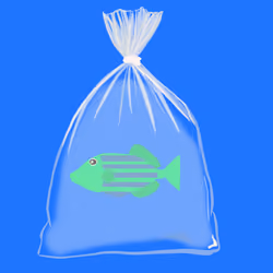 Feesh #2746 "Phish"