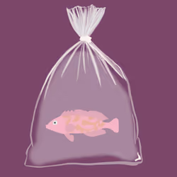 Feesh #248