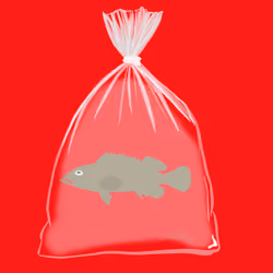 Feesh #1556