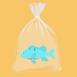 Feesh #2195 "Pop"