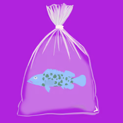 Feesh #2991