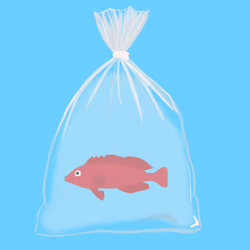 Feesh #714 "Red"