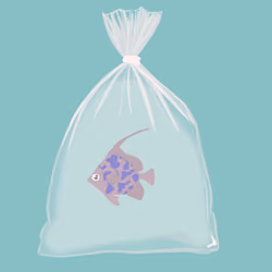 Feesh #4337