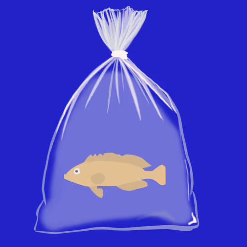 Feesh #1510 "Frank"