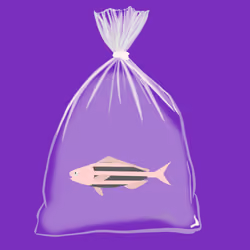 Feesh #2804 "Dre Cloudrunner"