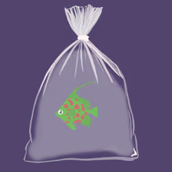 Feesh #80 "Botje"