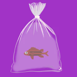 Feesh #3171 "TopFeesh"