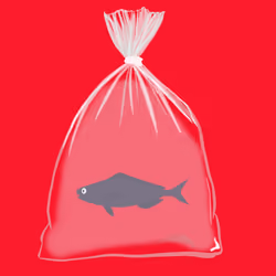 Feesh #521