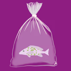 Feesh #241 "PolkyDolky"